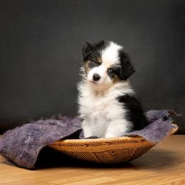 Ballentine - Black tri-color female Australian Shepherd puppy in Grand Junction, Colorado from Niyu Aussies