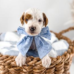 Twelve - Parti male Goldendoodle puppy in Russell Springs, Kentucky from Milk & Honey Doodles