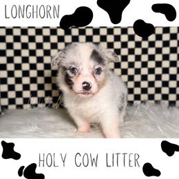 Longhorn - Blue merle and white male American Corgi puppy in Greenwood, Indiana from Witch Creek Corgis