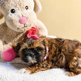 Rachel - Red and tan female Shih Tzu puppy in Ocala, Florida from Mimi's Shih-tzus of Ocala