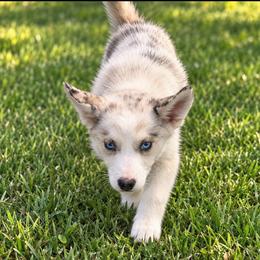 Macy - Merle female Pomsky puppy in Amarillo, Texas from Pom Pom Pomskies