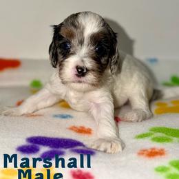 Marshall - Merle male Australian Labradoodle puppy in Beecher, Illinois from Erica’s Doodles