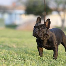 French Bulldog All Grown Up from HDH French Bulldogs