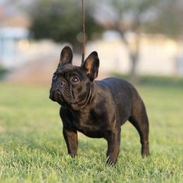 French Bulldog All Grown Up from HDH French Bulldogs