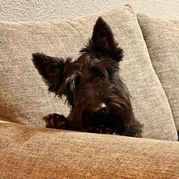 Delilah - Scottish Terrier