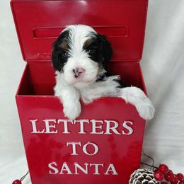Emma - Tri-color female Bernedoodle puppy in Eau Claire, Wisconsin from Fisher River Doodle's