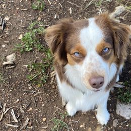 Miniature Australian Shepherds from shaylea McMillan