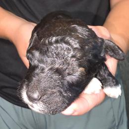 Olaf - Black and white male Cockapoo puppy in Indiahoma, Oklahoma from Phamily Doodles
