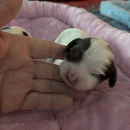 Cavapoo Puppies from Sweetheart Cavapoos