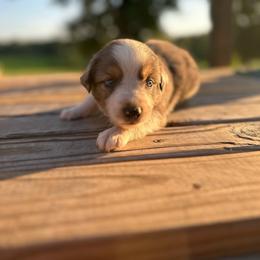 Boy 1 - Blue merle male Miniature Australian Shepherd puppy in Doddridge, Arkansas from Huddleston Farm