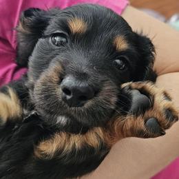 Velcro Teddy - Black and tan male Dachshund puppy in Austin, Texas from Glorious Minis