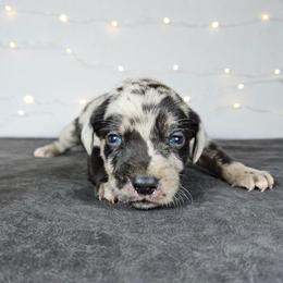 Sniper NALC - Blue merle female Catahoula Leopard Dog puppy in Doerun, Georgia from Twig & Tail Puppies