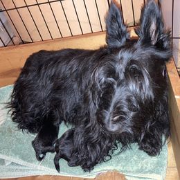 Scottish Terrier Puppies from Carnes Croft Scotties