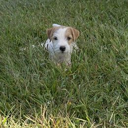 Parson Russell Terrier Puppies from Deep Creek Welsh Farm