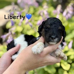 Liberty - Black tri-color male Aussiedoodle puppy in Lancaster, Minnesota from Finney Ranch