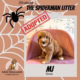 MJ - Red female Australian Labradoodle puppy in Mendon, Massachusetts from New England Labradoodles