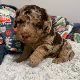 Boy 1 - Merle male Cockapoo puppy in Dahlonega, Georgia from Loveable Cockapoos