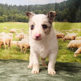 Mopple - White and red merle male Border Collie puppy in Avilla, Indiana from Borderline Kennels