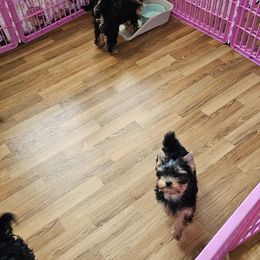 Yorkshire Terrier Puppies from rita piko