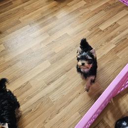 Yorkshire Terrier Puppies from rita piko