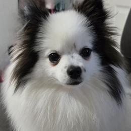 Mia - Pomeranian