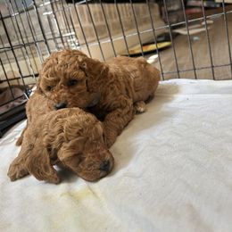 Poodle Puppies from Pepper Potts Puppies