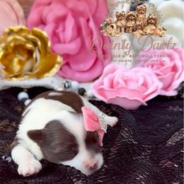 DuChese - Chocolate, tan and white female Yorkshire Terrier puppy in Prosper, Texas from DaintyDawlz