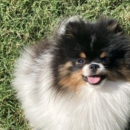 Hiccup - Pomeranian