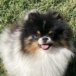 Hiccup - Pomeranian