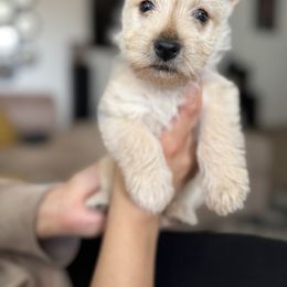 Scottish Terrier Puppies from Santas Scotties