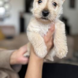 Scottish Terrier Puppies from Santas Scotties