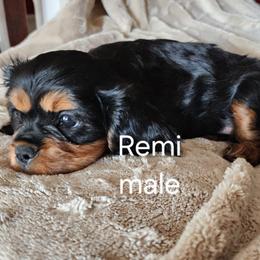Remi - Black and tan male Cavalier King Charles Spaniel puppy in Simi Valley, California from Above All Else Love
