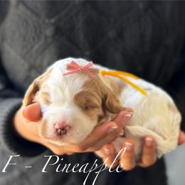 Pineapple - Red female Australian Labradoodle puppy in Morgan Hill, California from Loving Labradoodles