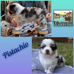Pistachio - Miniature American Shepherd puppy from Wanderlust Mini American Shepherds
