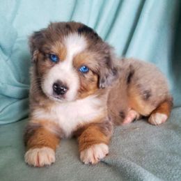 Miniature American Shepherd Puppies from Amulet Charm