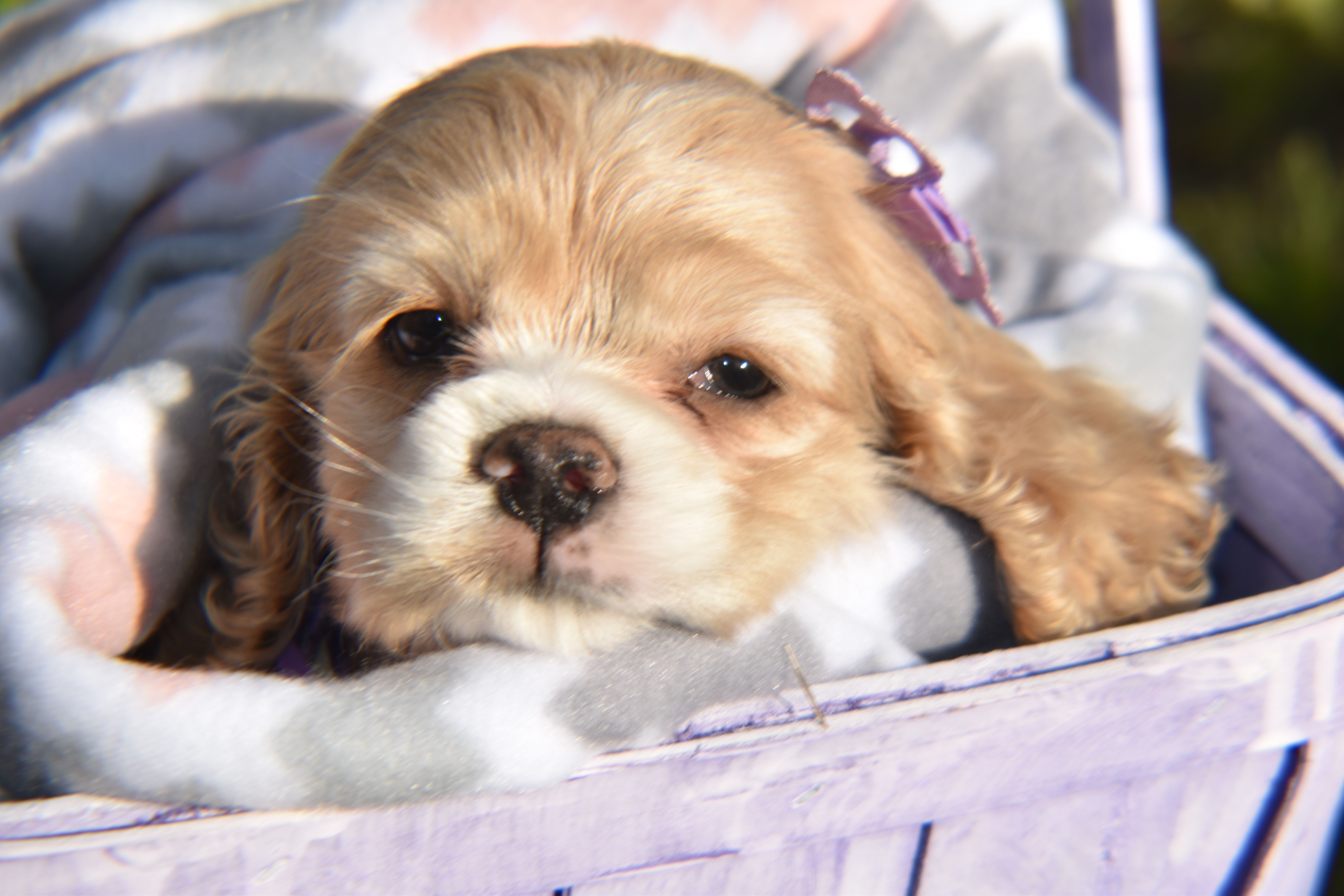 Ashley Morales's Cocker Spaniels in Kentucky Cocker Spaniel puppies