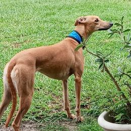 LAYLA - Whippet