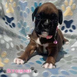 Stormi - Fawn female Boxer puppy in Cicero, New York from MK Boxer Haven of CNY