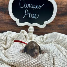 Monica - Brown female Cockapoo puppy in Lancaster, Missouri from Cavapoo Acres