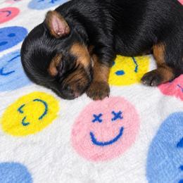 Pearl - Black and tan female Yorkshire Terrier puppy in Gastonia, North Carolina from Banks Dynasty Kennel