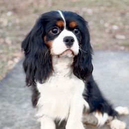 Clover - Cavalier King Charles Spaniel
