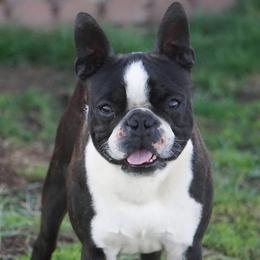 Denny - Boston Terrier