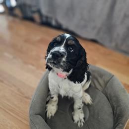 Buddy(pink) AKC - Black white and tan male Cocker Spaniel puppy in Midlothian, Virginia from Swift Creek Cocker Spaniels