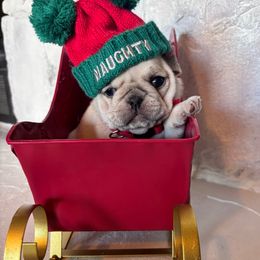 Red collar - Cream male Pug puppy in Tucson, Arizona from Furever Friends