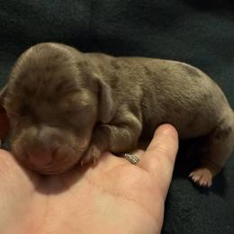 Harper - Dapple female Dachshund puppy in Glen Saint Mary, Florida from 🍯 Honey Pot Dachshunds 🐾
