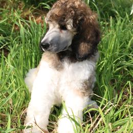Molt - Brindle male Poodle puppy in Ephrata, Washington from NCR Ranch