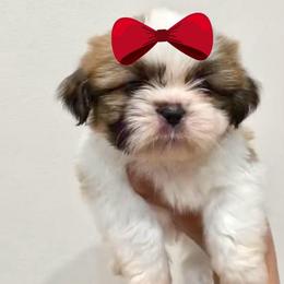 Girl 2 - Liver and white female Shih Tzu puppy in Seguin, Texas from Dolled Up Shih Tzus