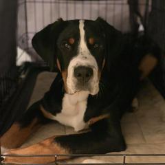 Greater Swiss Mountain Dog Puppies from S’rendi Greater Swiss Mountain Dogs