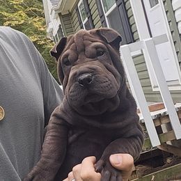 Black Boy - Black male Chinese Shar-Pei puppy in Blossvale, New York from CNY Shar Peis