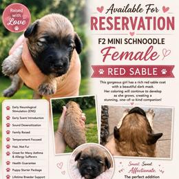 Smoke show - Sable female Schnoodle puppy in Temple, Texas from Schnauzers Of Taylor